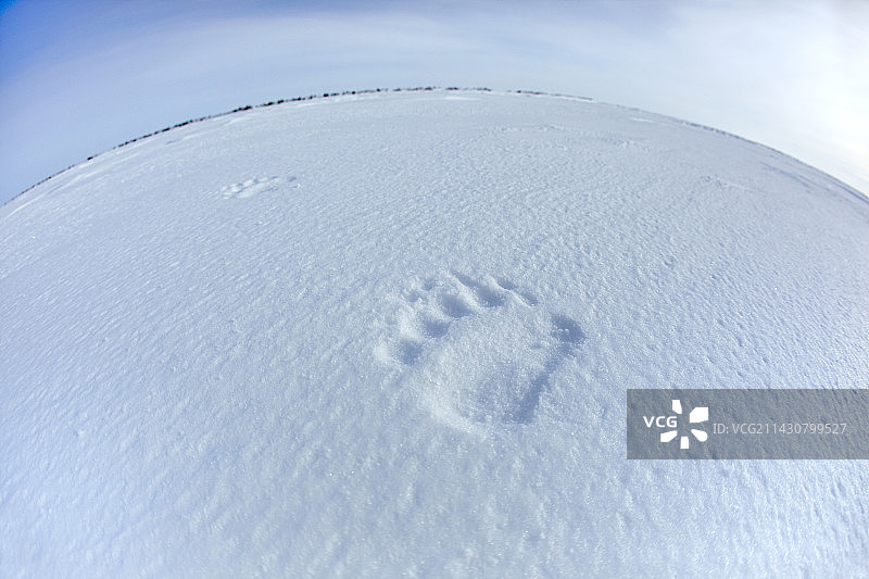 雪地上的北极熊爪印图片素材