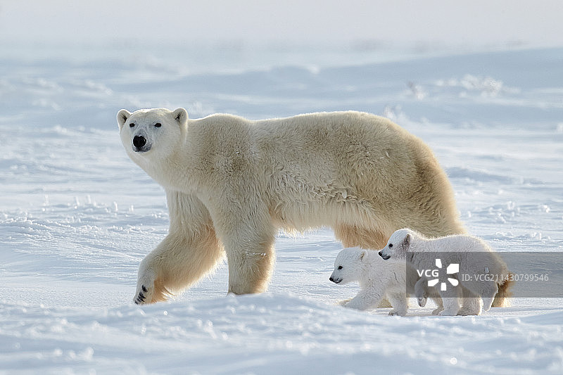 北极熊图片素材