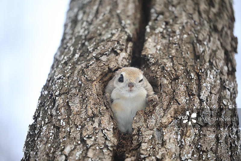 虾夷飞鼠图片素材
