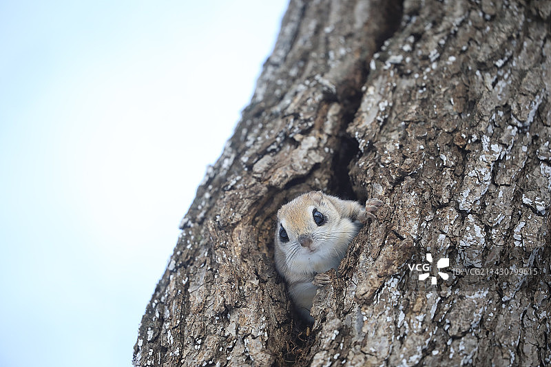 虾夷飞鼠图片素材