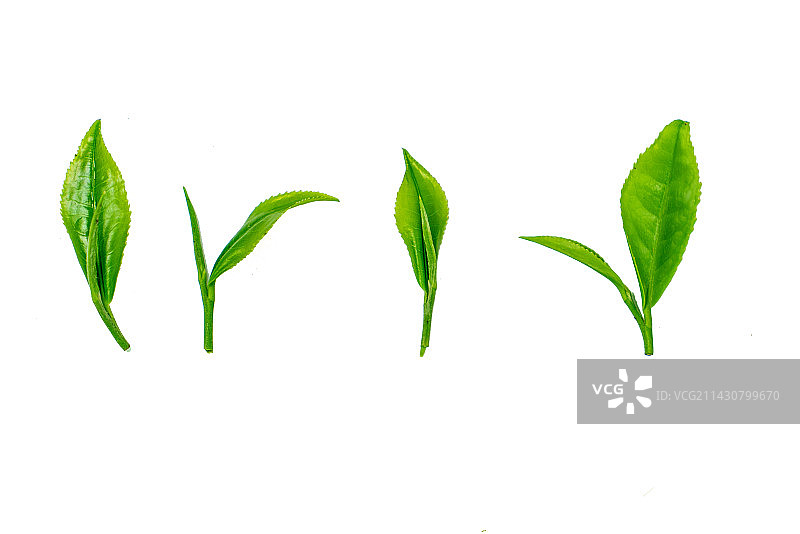 白色背景上的新鲜茶叶的特写图片素材