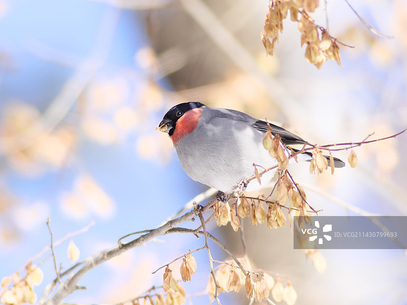 欧亚红腹灰雀图片素材