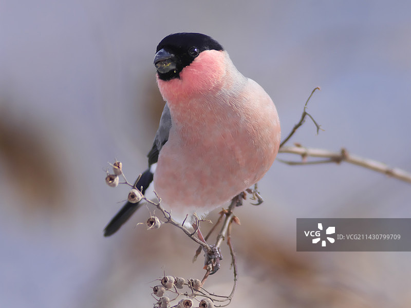 欧亚红腹灰雀图片素材