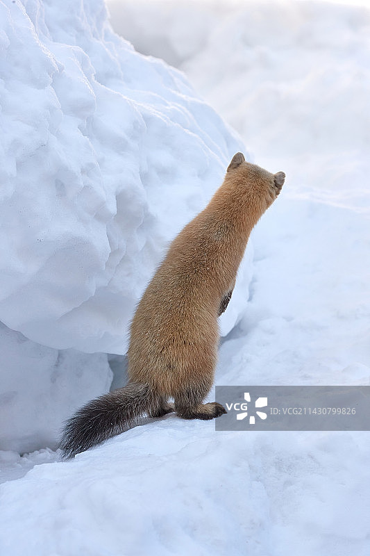 日本黑貂图片素材
