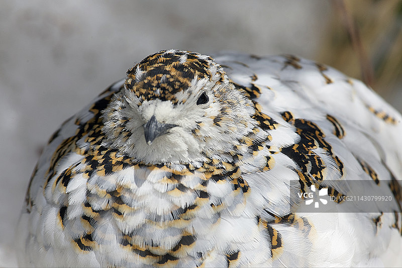 日本雷鸟图片素材