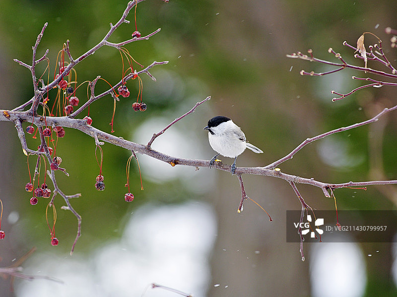 沼泽山雀栖息在果园树上图片素材