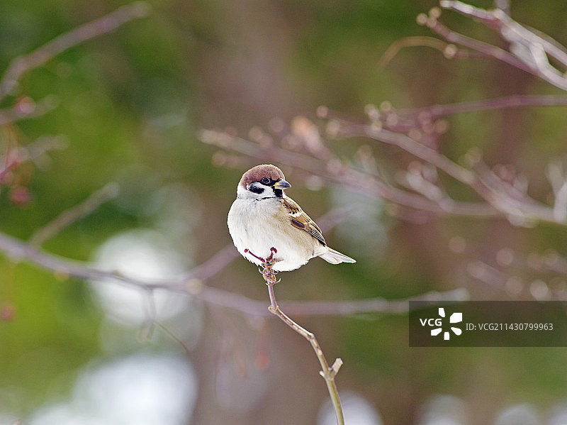 欧亚树麻雀图片素材