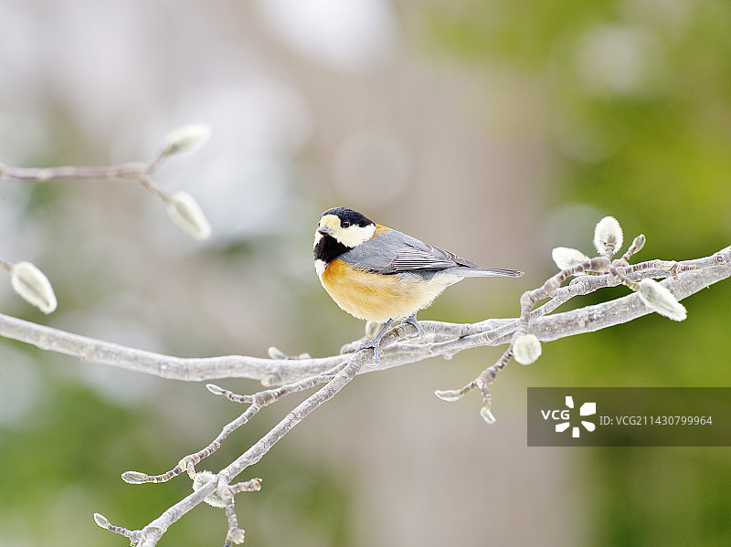 多种山雀图片素材