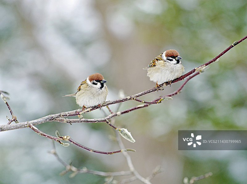 欧亚麻雀图片素材