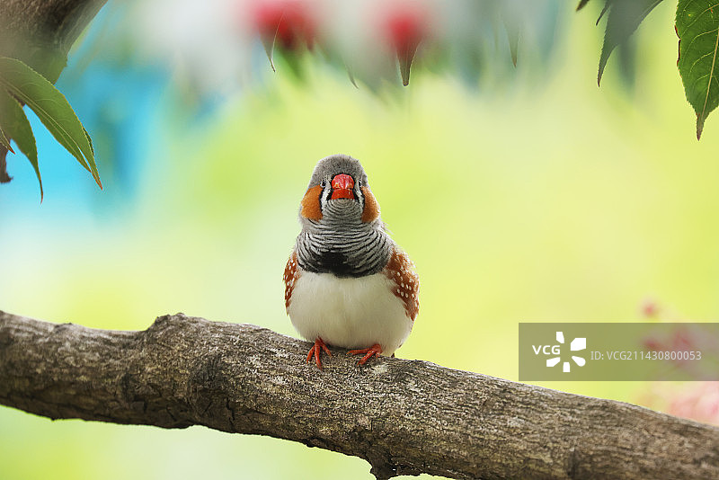 澳大利亚斑胸草雀图片素材
