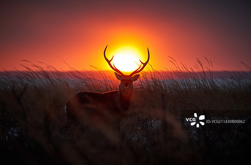 北海道的梅花鹿与日落图片素材