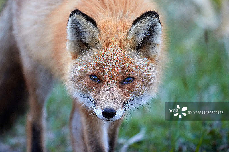 萨哈林狐狸图片素材