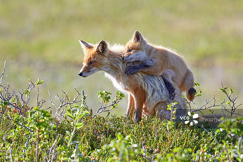 萨哈林岛的母狐和幼崽图片素材