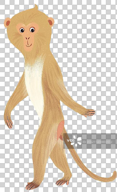行走的猕猴动物元素图片素材