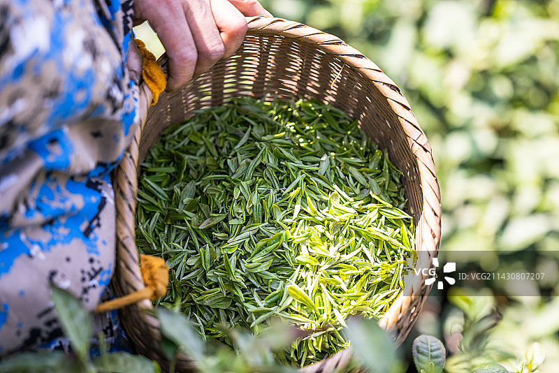 采摘信阳毛尖茶叶图片素材