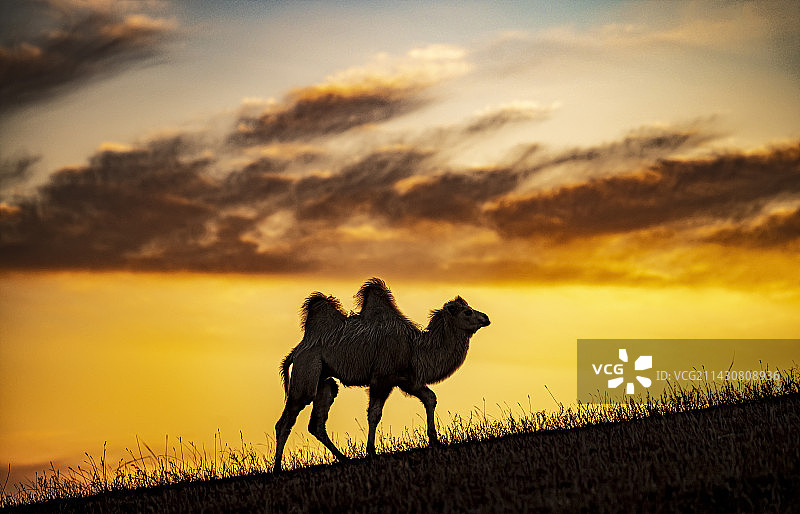 孤单的小骆驼图片素材