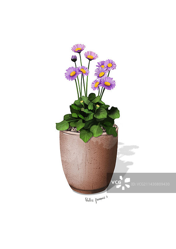 白色背景植物盆栽中紫色花朵插画图片素材