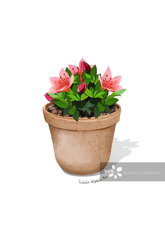 白色背景上的盆栽皇家杜鹃花插画图片素材