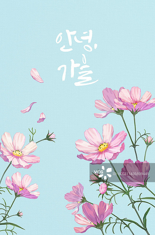 天蓝色背景上的粉色波斯菊花朵插画图片素材