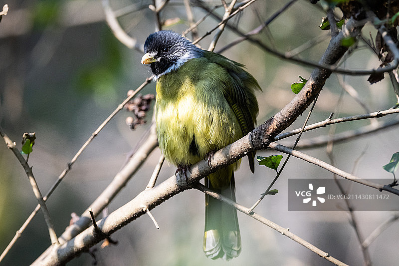 可爱的啄木鸟图片素材