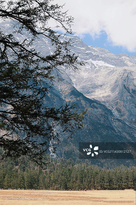 玉龙雪山下的云杉坪图片素材