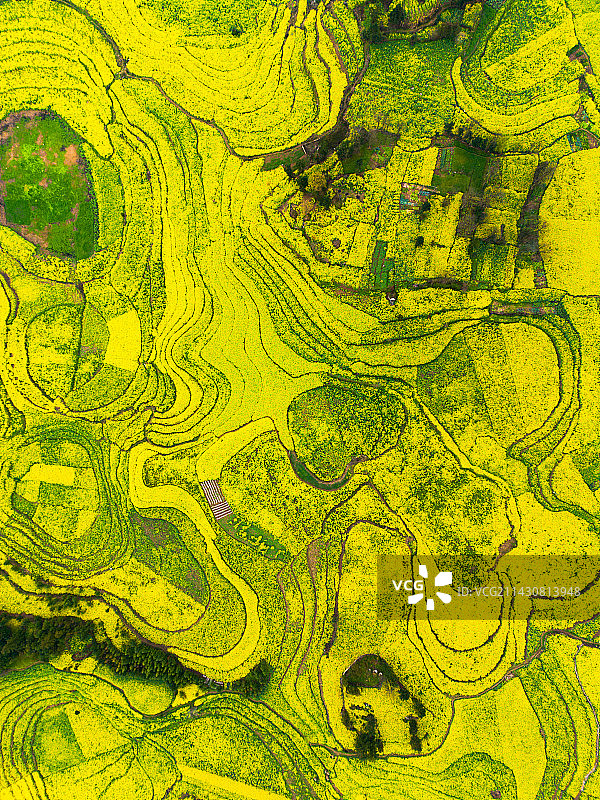 罗平油菜花海图片素材