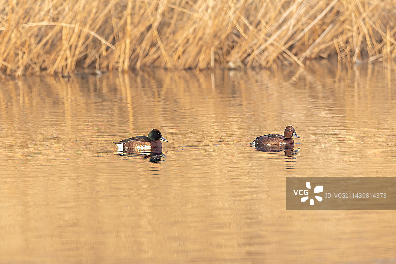 水面上游泳的白眼潜鸭和青头潜鸭图片素材