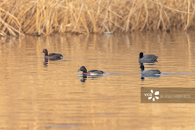 水面上游泳的白眼潜鸭和青头潜鸭图片素材
