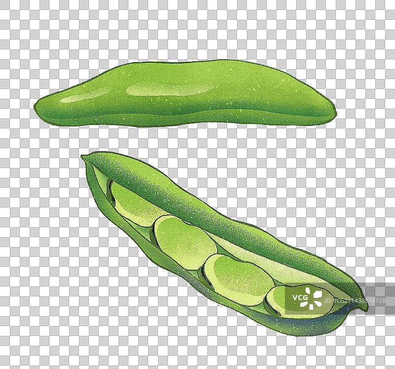 立夏夏至夏天节气新鲜的蚕豆插画元素图片素材
