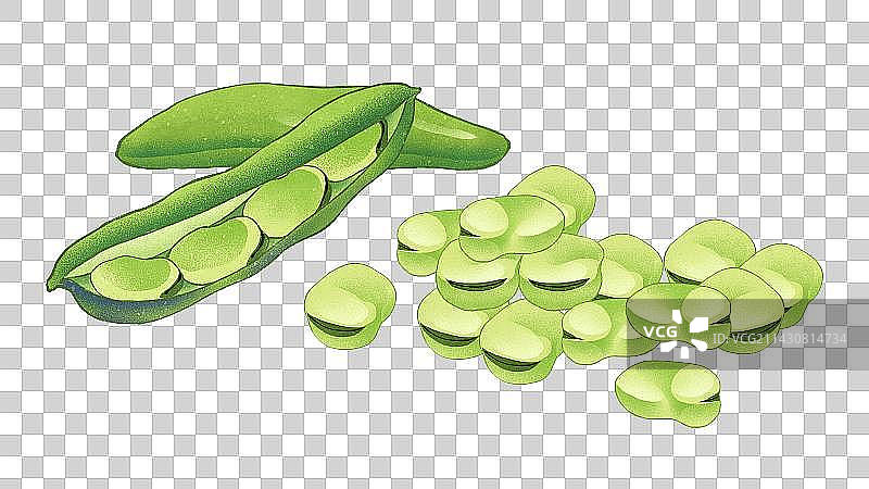 立夏夏至夏天节气新鲜的蚕豆插画元素图片素材