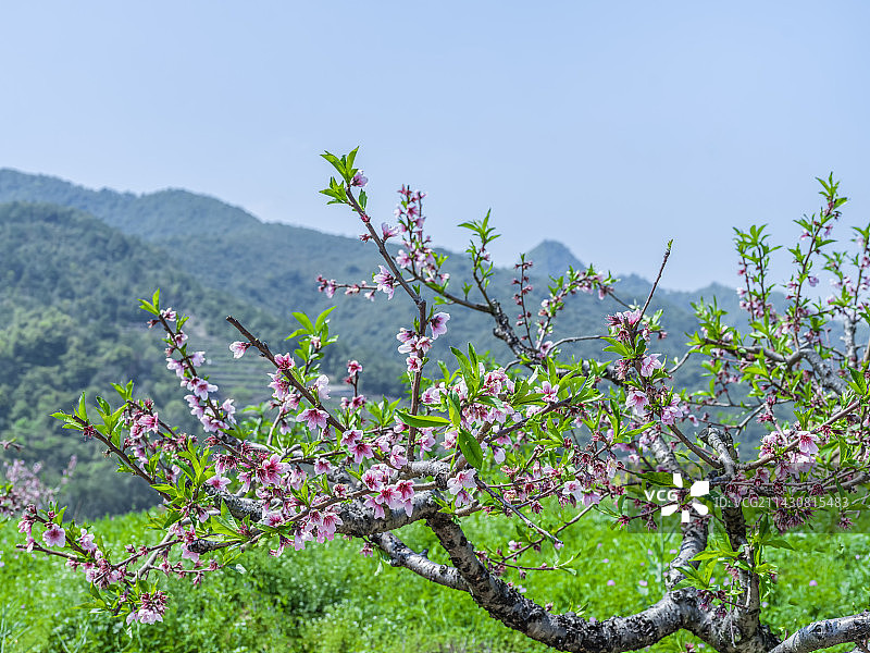 在那桃花盛开的山岗上，杭州富阳新登马弓坞村黄泥岗桃园图片素材