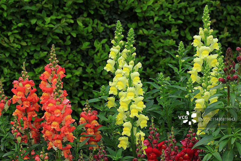 多色的金鱼草图片素材