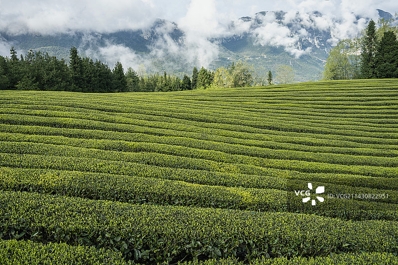 湖北恩施富硒茶乡有机茶园图片素材