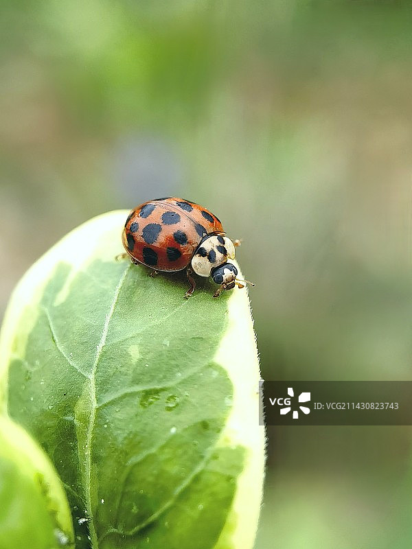 瓢虫图片素材