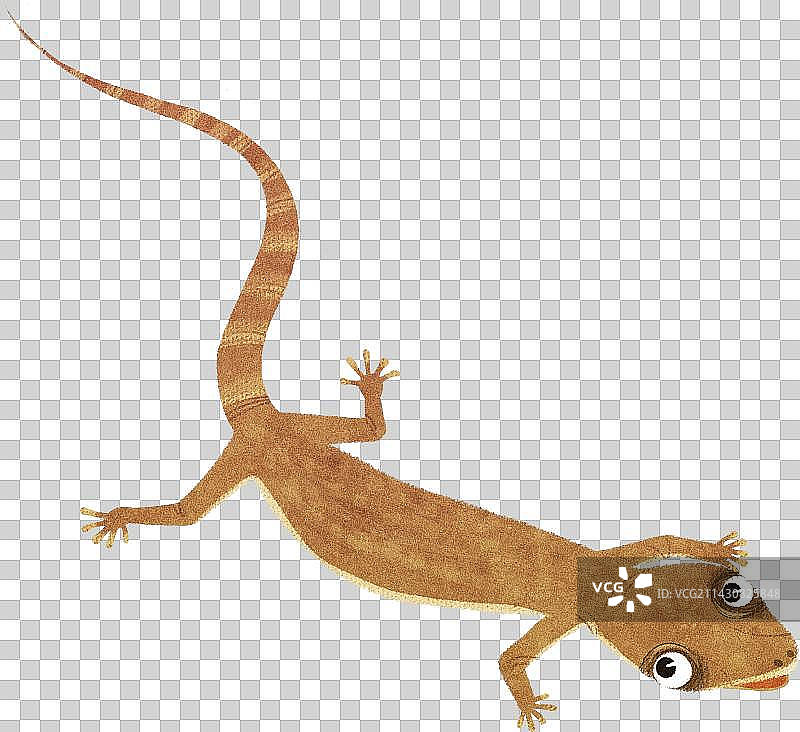 壁虎动物元素图片素材