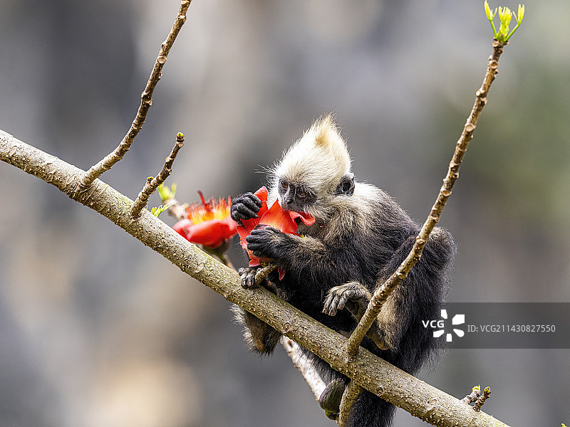 白头叶猴图片素材