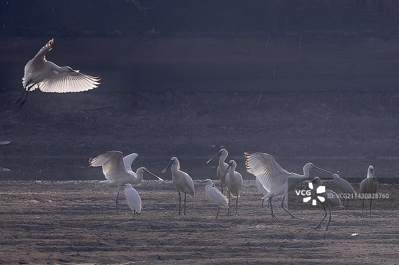白琵鹭嬉戏天空飞翔图片素材