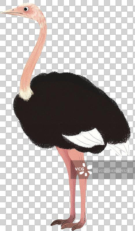站立的鸵鸟元素图片素材