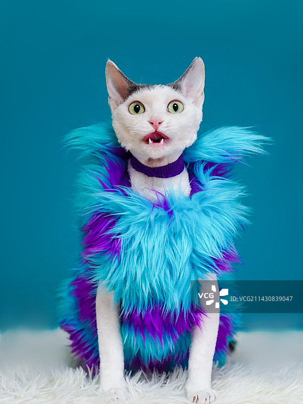 蓝色背景下的猫肖像图片素材