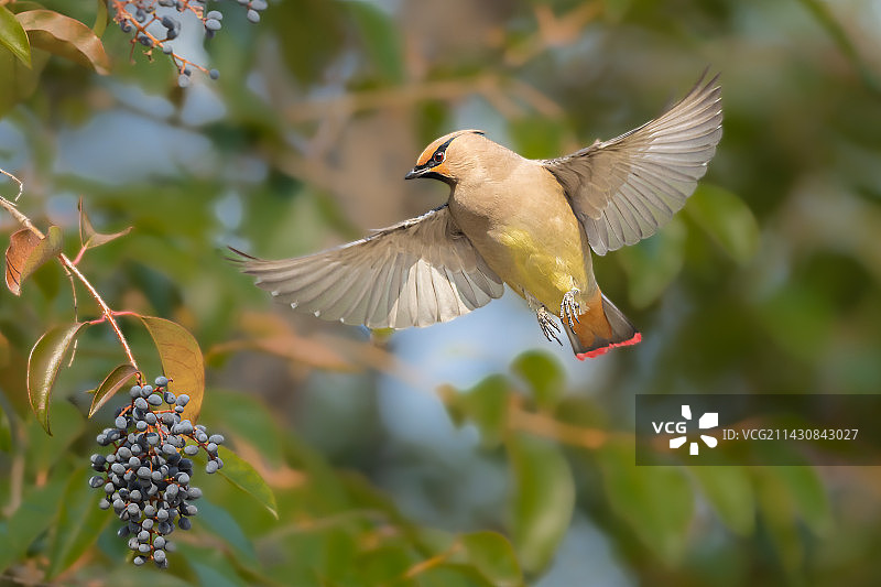 太平鸟图片素材