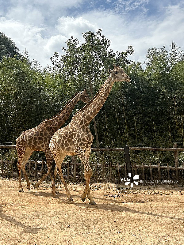 云南野生动物园·长颈鹿抓拍图片素材