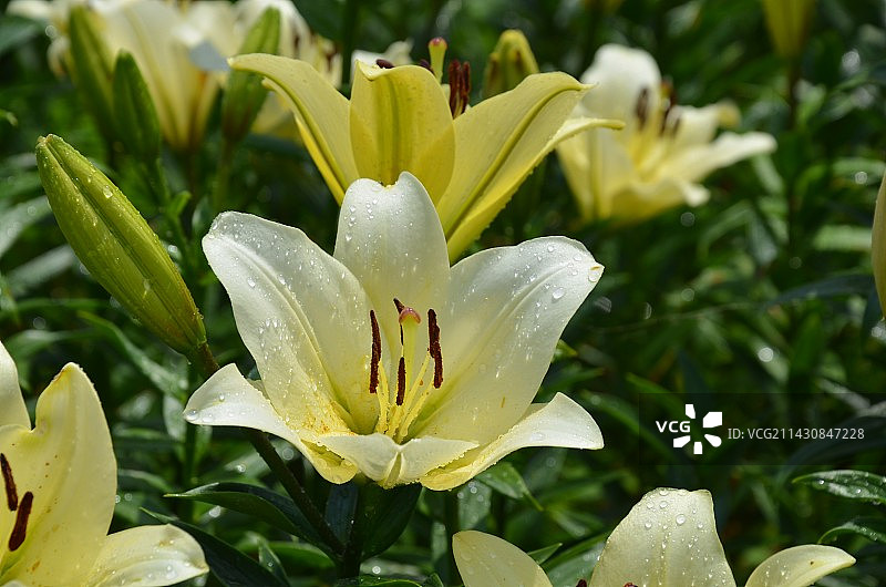 雨后水珠遍布淡黄色百合花特写图片素材