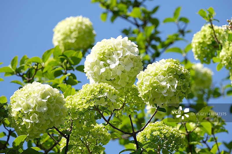 白色开花植物特写图片素材