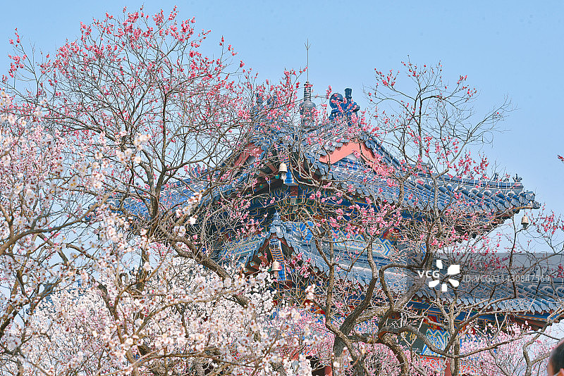 梅花山图片素材