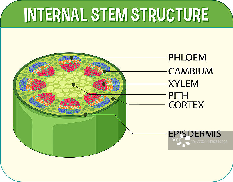 茎的内部结构图图片素材