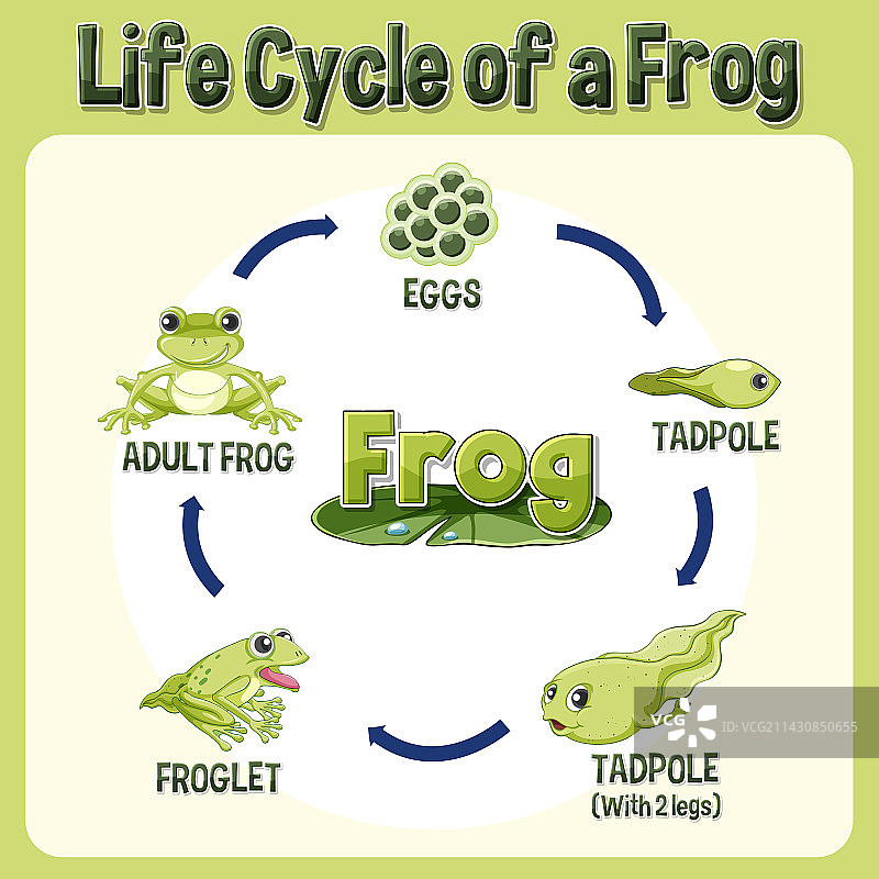 青蛙生命周期图图片素材
