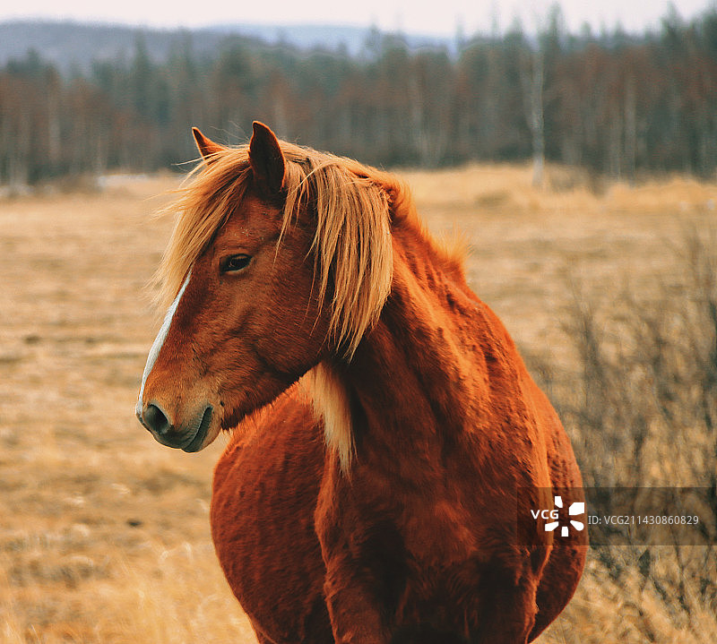 场上马的特写镜头图片素材