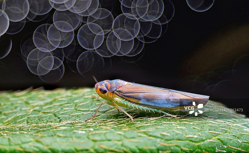 叶蝉图片素材