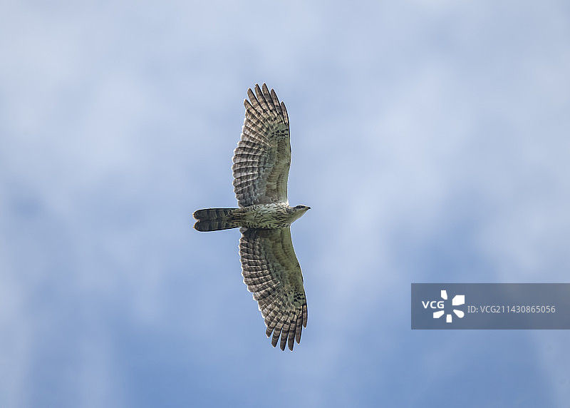 凤头蜂鹰 (2)图片素材