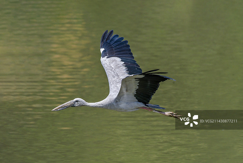 钳嘴鹳图片素材